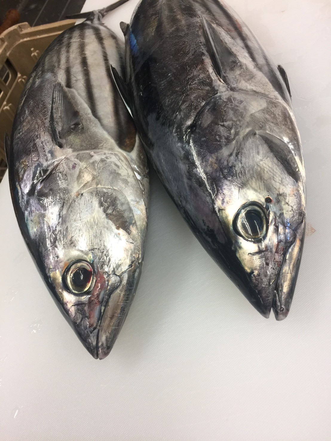 白浜のオススメ海鮮食材