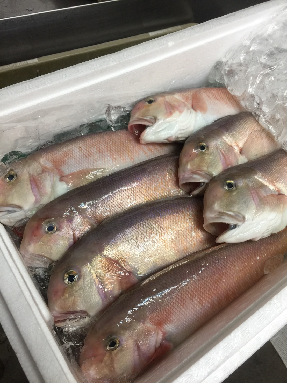 本日の白浜オススメ海鮮食材