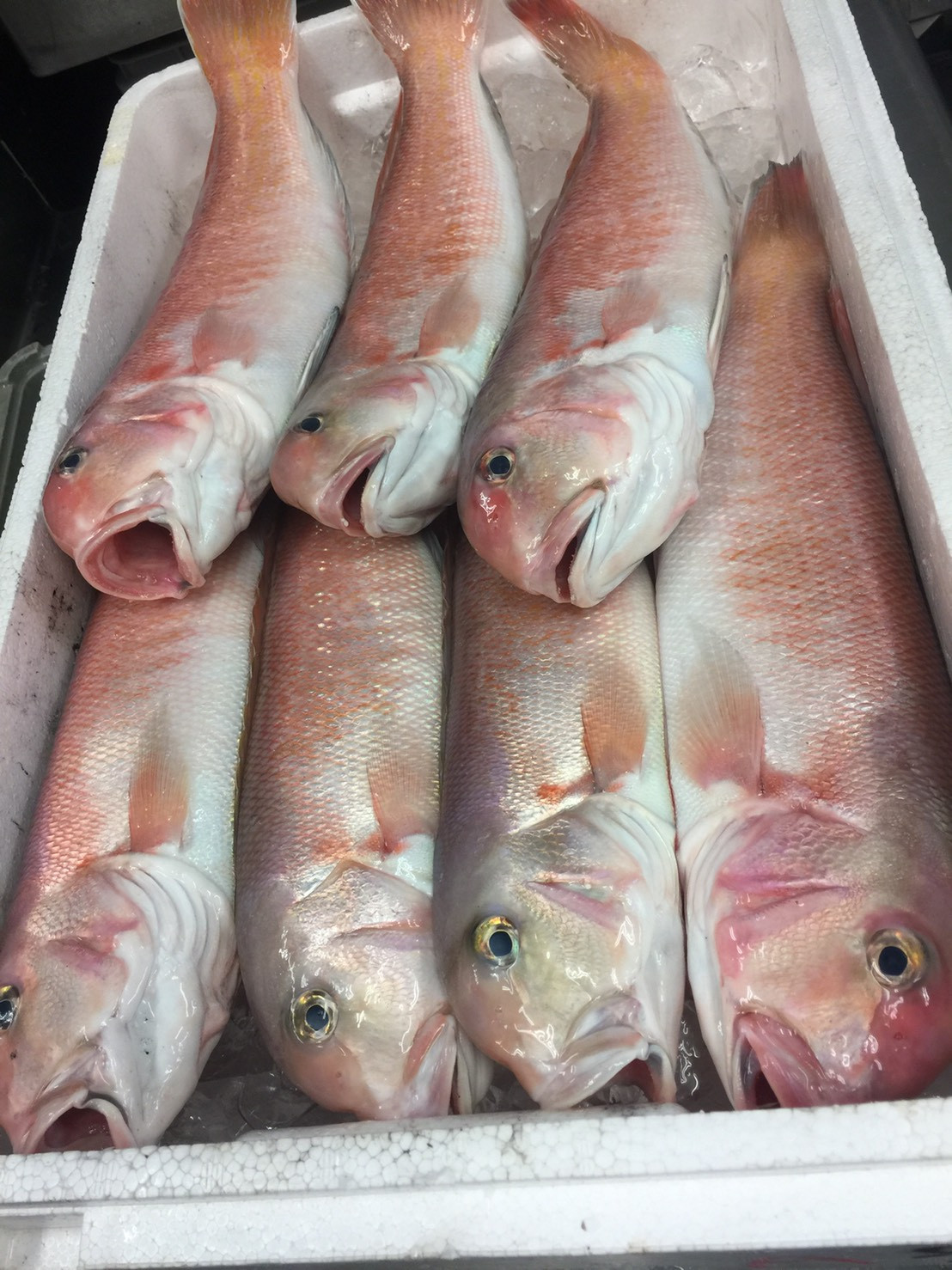 白浜のオススメ食材