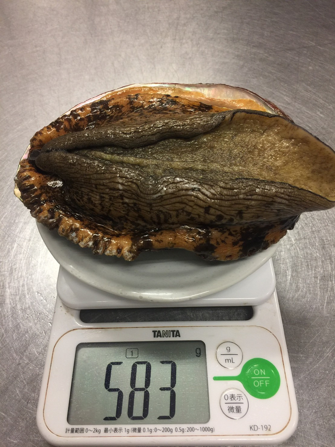 怪物鮑を入荷しました。